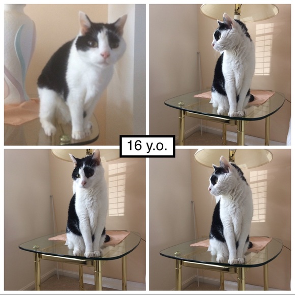 Pandy-Poo, my fur angel: 9/1/2003 - 11/11/2019๐ข๐ญ - Picture 5 of 8